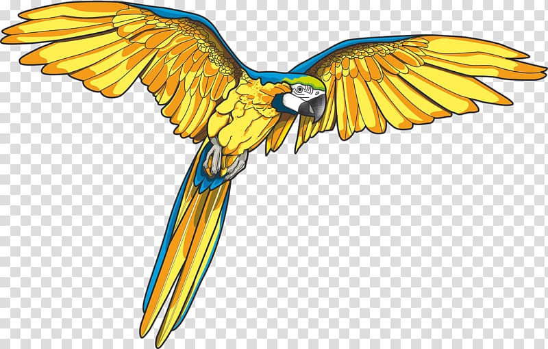 blue-and-yellow macaw illustration, Bird Parrot Flight, Flying parrot transparent background PNG clipart