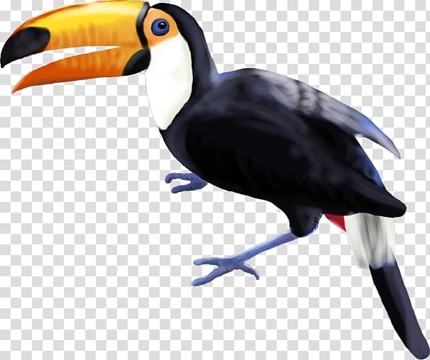 Bird Toucan Piciformes Beak Hornbill, toucan transparent background PNG clipart