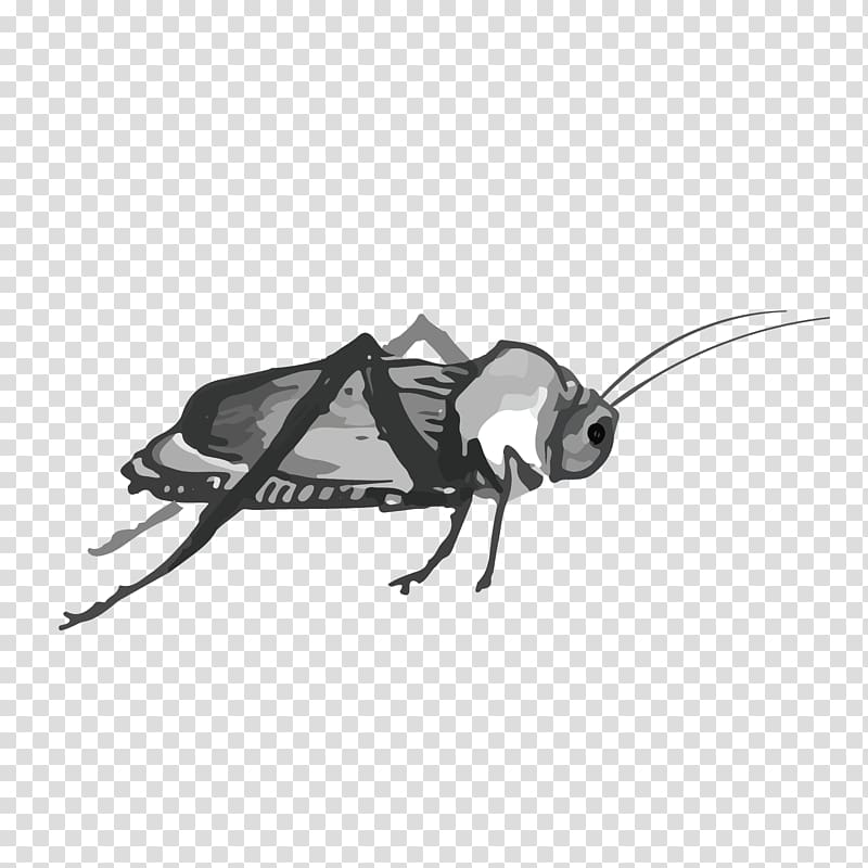 Cockroach Insect, Water cricket transparent background PNG clipart