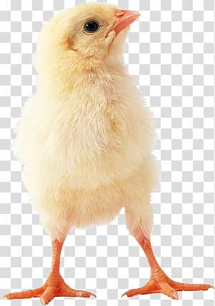 chicken baby transparent background PNG clipart