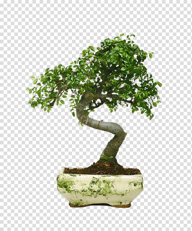 Juniperus chinensis Indoor bonsai Penjing, tree transparent background PNG clipart