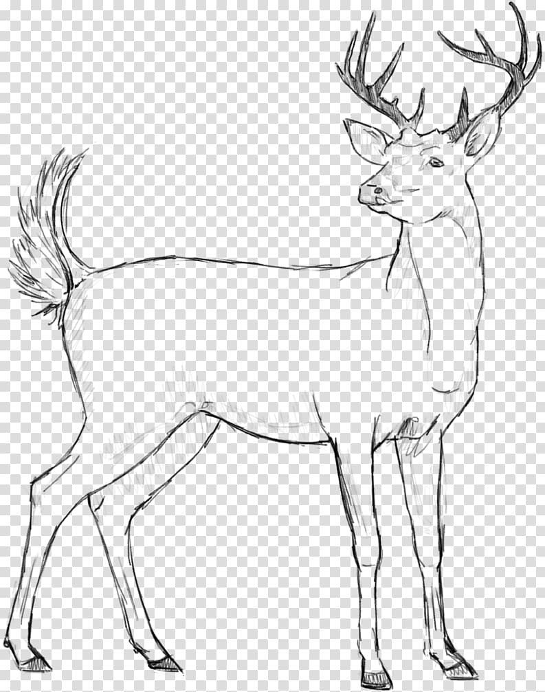 Reindeer Elk Line art Horn, sketch transparent background PNG clipart