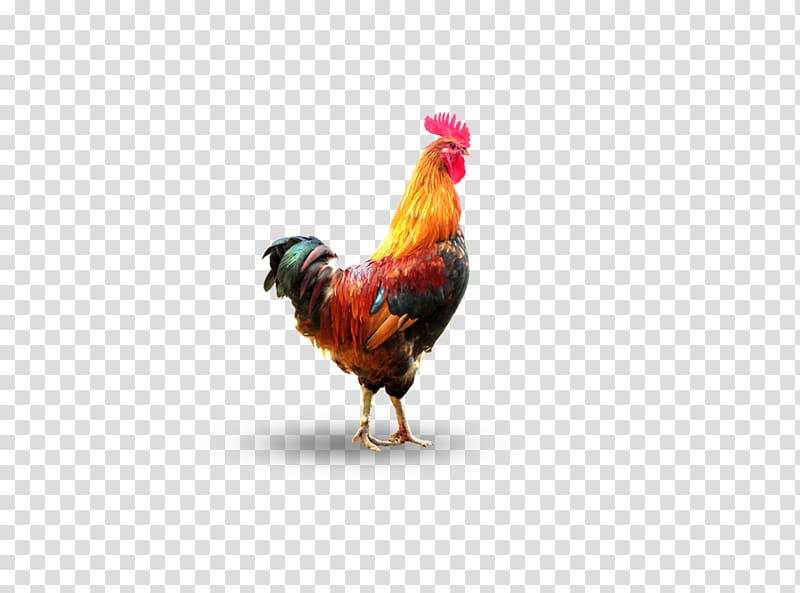 Rooster Chicken Duck Domestic goose Poultry, cock transparent background PNG clipart