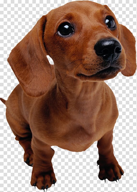 smooth brown dachshund puppy, Dachshund Puppy Pet Dog training Veterinarian, dog transparent background PNG clipart