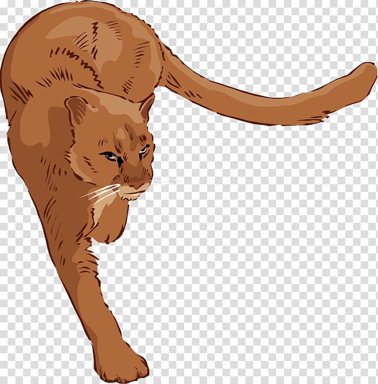 Cougar Lion , Lioness transparent background PNG clipart