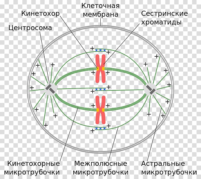 spindle-apparatus-centriole-cell-division-chromosome-spindle