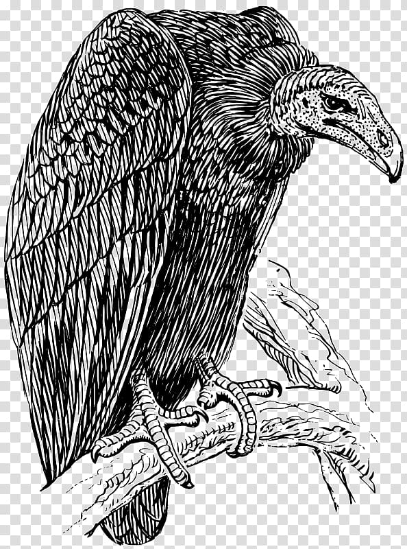 Turkey vulture Griffon Vulture , eagle transparent background PNG clipart