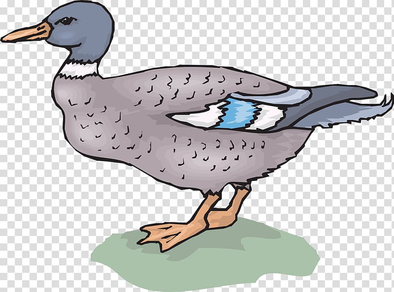 Mallard Duck Goose , Wandering duck transparent background PNG clipart