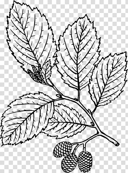 Drawing Red alder Botany Tree , fresh mint leaves transparent background PNG clipart