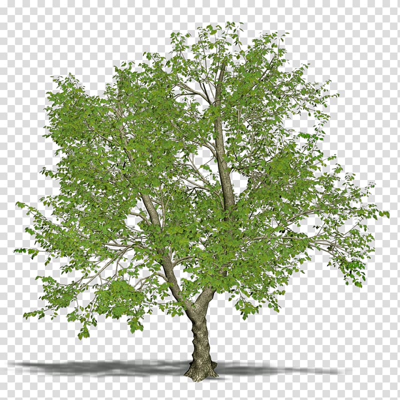 Branch Tree Green Ash, tree transparent background PNG clipart