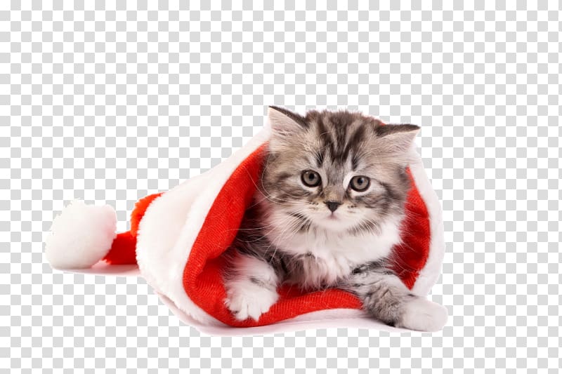 christmas red hat cute cat material transparent background PNG clipart