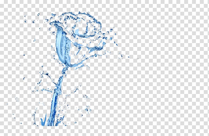 Drop Rose, Water drops roses transparent background PNG clipart