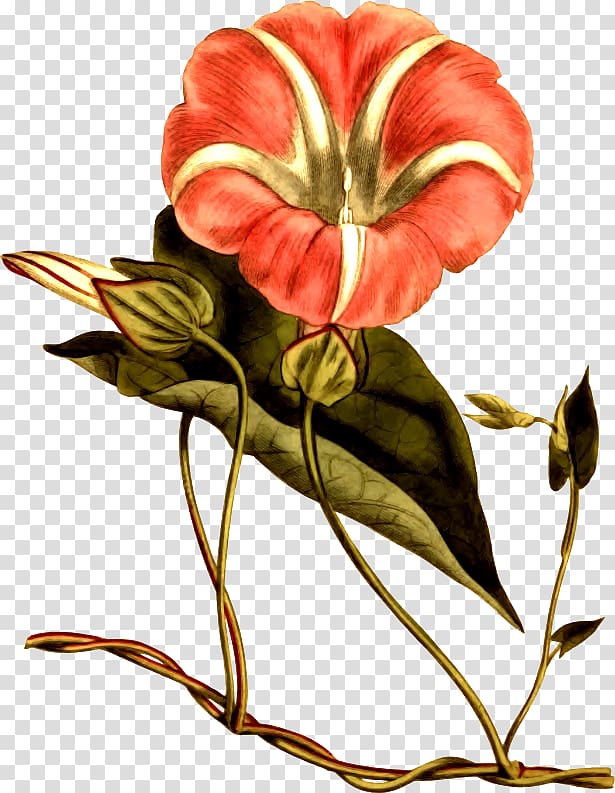 The Botanical Magazine Floral design Bindweeds Hedge bindweed Flower, flower transparent background PNG clipart