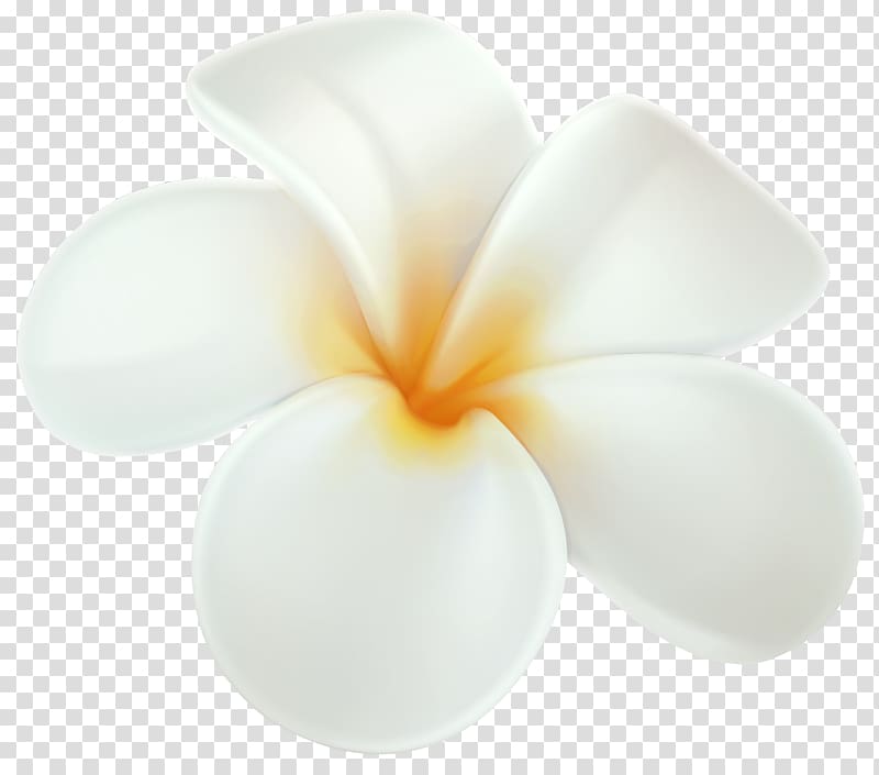 white 5-petaled flower , Frangipani Drawing Flower , frangipani transparent background PNG clipart