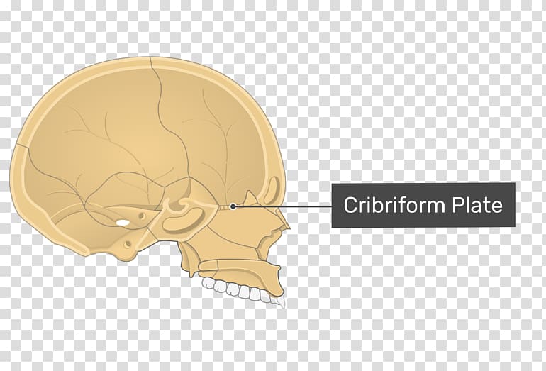 Skull Cribriform plate Orbital lamina of ethmoid bone Ethmoid sinus, skull transparent background PNG clipart