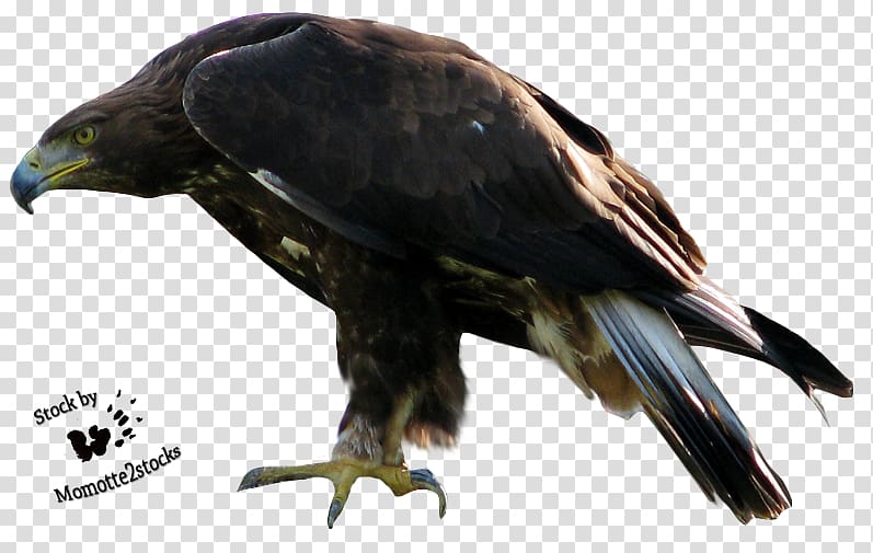 Bald Eagle, Eagle 2 transparent background PNG clipart