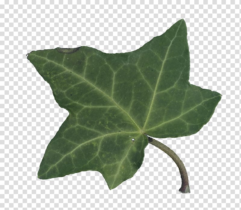 Figleaf gourd Ivy gourd Cucurbitaceae Wax gourd, Leaf transparent background PNG clipart
