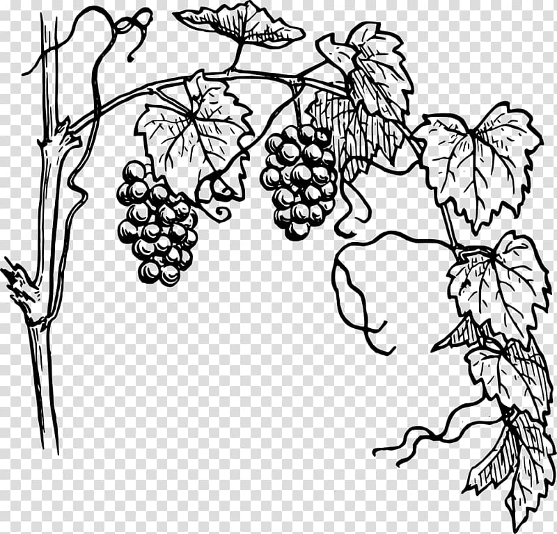Common Grape Vine Drawing Wine , grape transparent background PNG clipart
