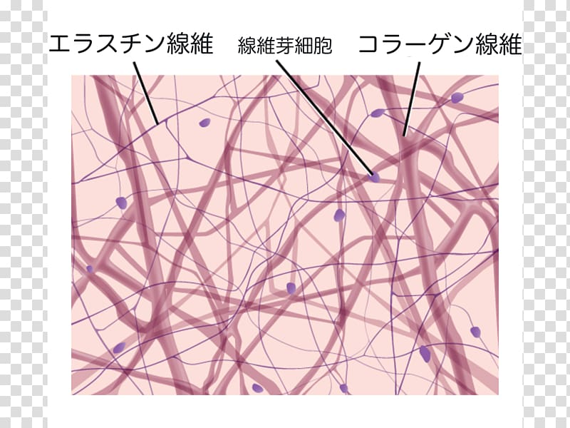 Loose connective tissue Dense irregular connective tissue Reticular connective tissue Dense connective tissue, collagen transparent background PNG clipart