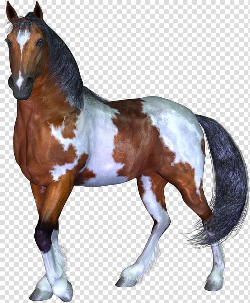 Mustang Stallion Pony Rein Wild horse, horse race transparent background PNG clipart