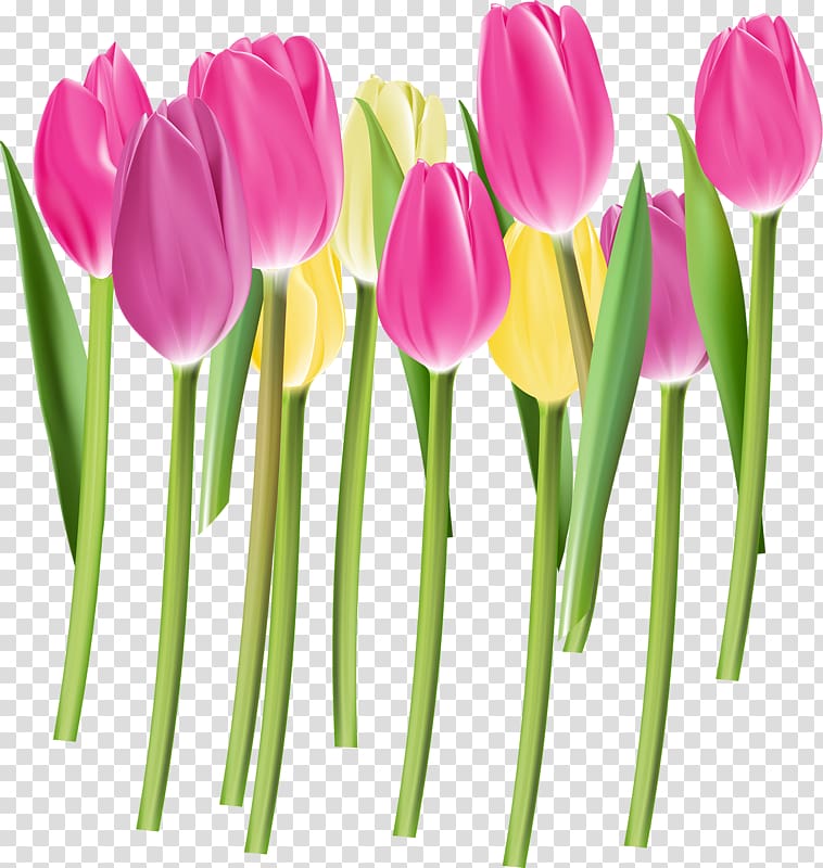 Tulip Euclidean Flower Color Pink, Tulip bud transparent background PNG clipart