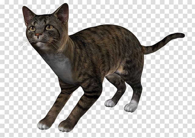 California spangled Toyger European shorthair Sokoke American Wirehair, others transparent background PNG clipart