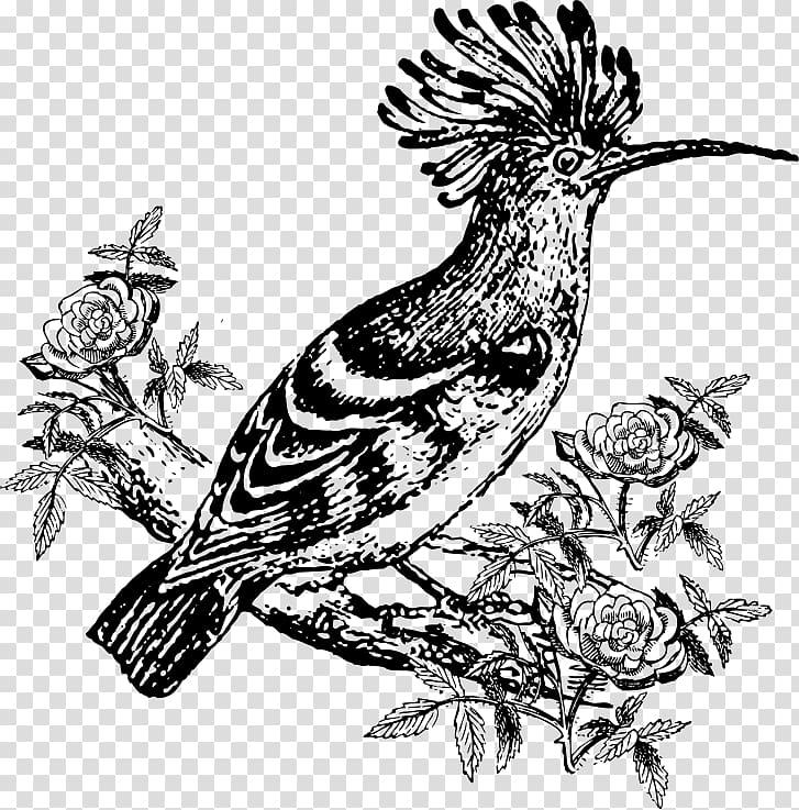 Bird Drawing Hoopoe , flower black transparent background PNG clipart
