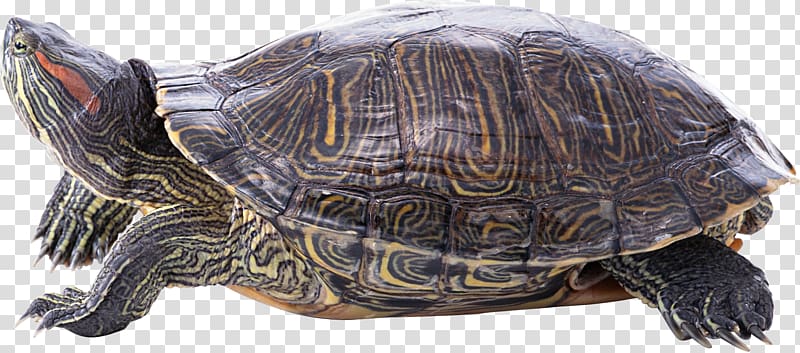 Turtle shell Reptile Hermann\'s tortoise , Turtle transparent background PNG clipart