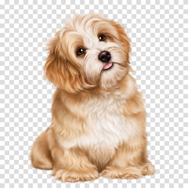 Cavachon Shih Tzu Puppy Havanese dog Bolognese dog, watercolor puppy transparent background PNG clipart