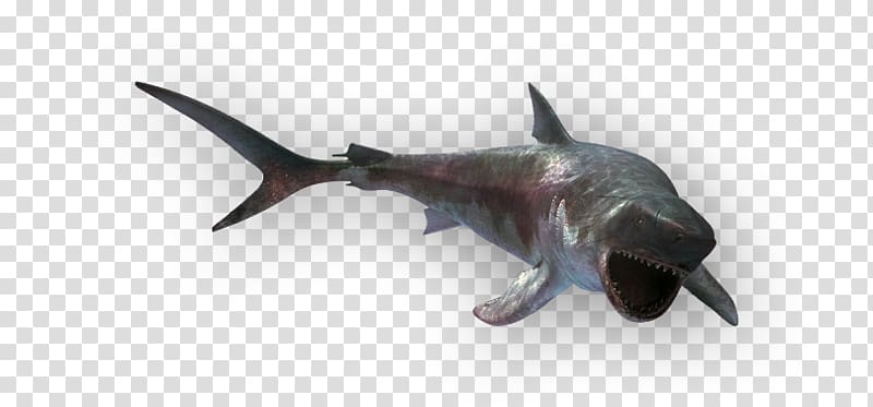 Shark, Megalodon transparent background PNG clipart