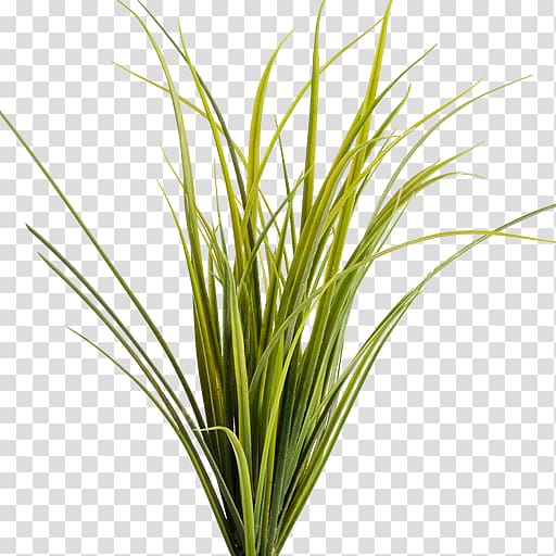 Montana Pseudoroegneria spicata Prairie Ornamental grass, grass transparent background PNG clipart