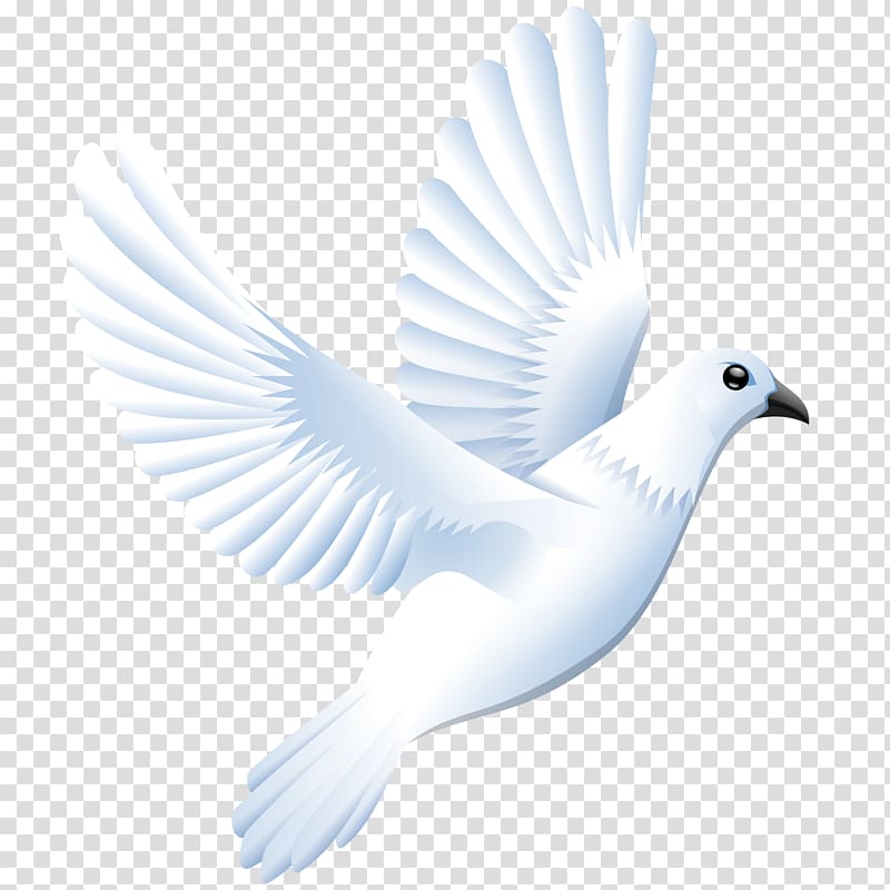 white dove , Columbidae Domestic pigeon Scalable Graphics , Dove transparent background PNG clipart