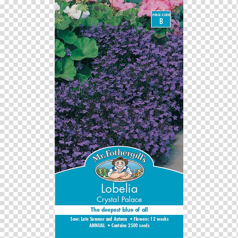 Blue Lobelia erinus Flower Seed White, flower transparent background PNG clipart
