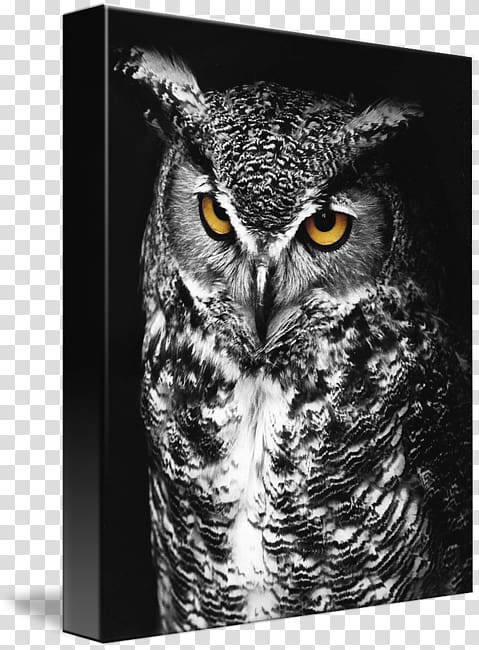 Great Horned Owl Bird of prey Black and white, Great Horned Owl transparent background PNG clipart