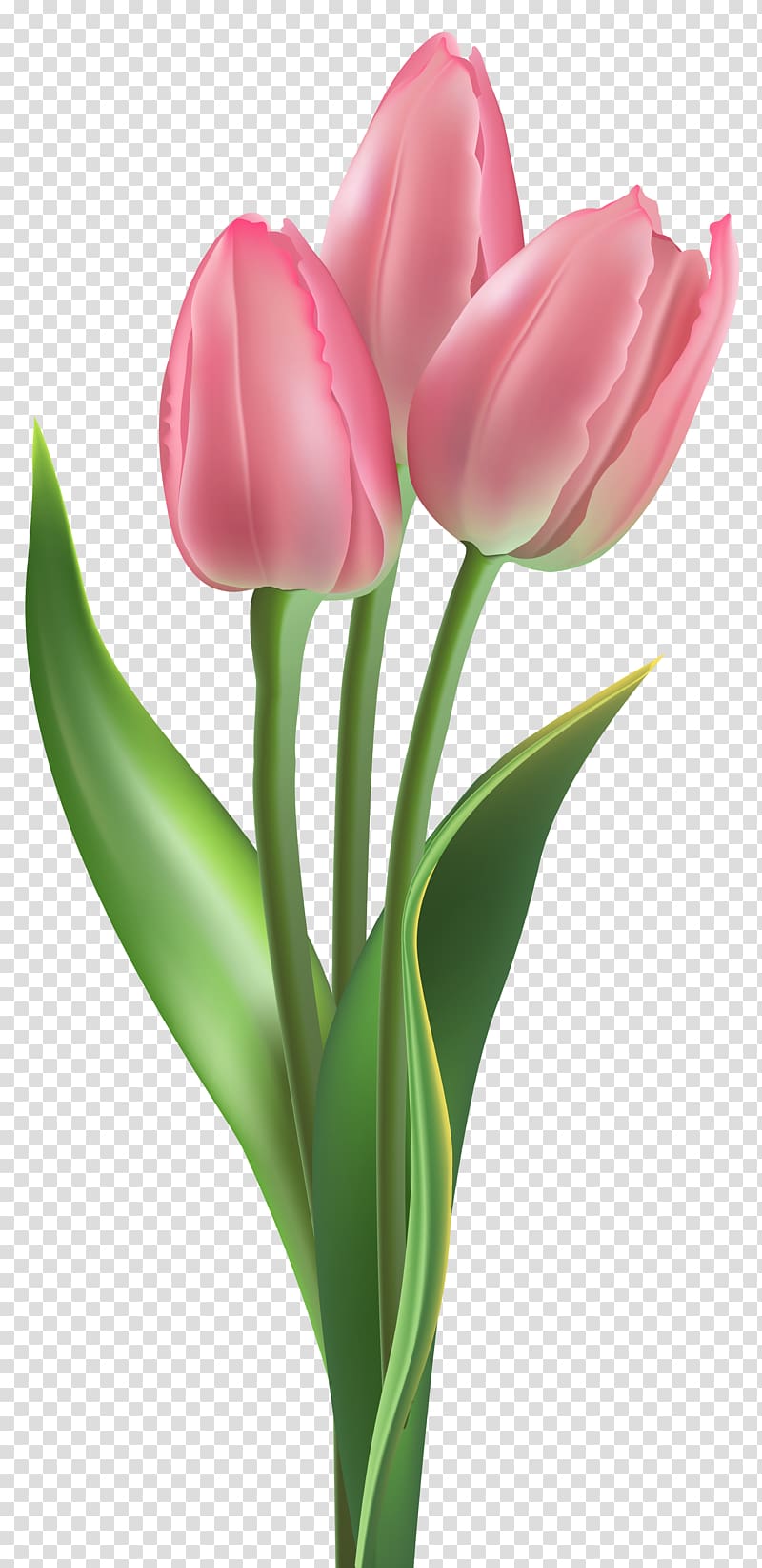 Pink Tulip Flowers Hd Pic | Best Flower Site