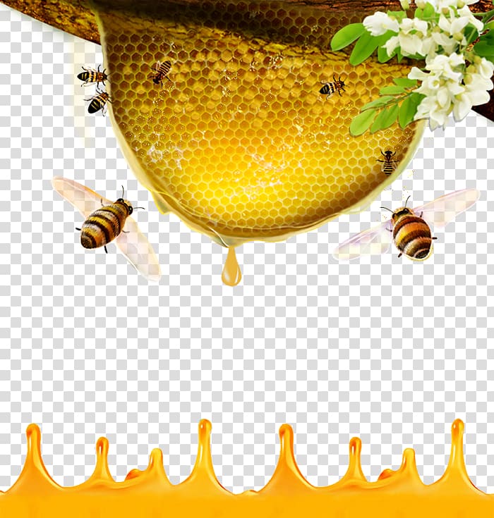honey bees and honey comb illustration, Honey bee Beehive, Honey bee transparent background PNG clipart