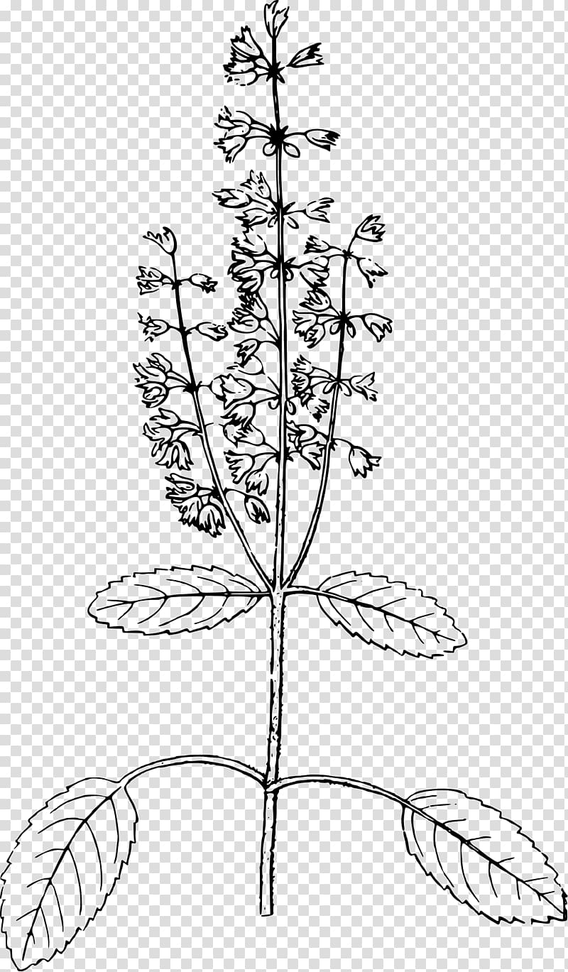 Holy Basil Drawing Line art Thirty-five Years in the East: Adventures, Discoveries, Experiments, and Historical Sketches, Relating to the Punjab and Cashmere; in Connection with Medicine, Botany, Pharmacy, &c, basil transparent background PNG clipart