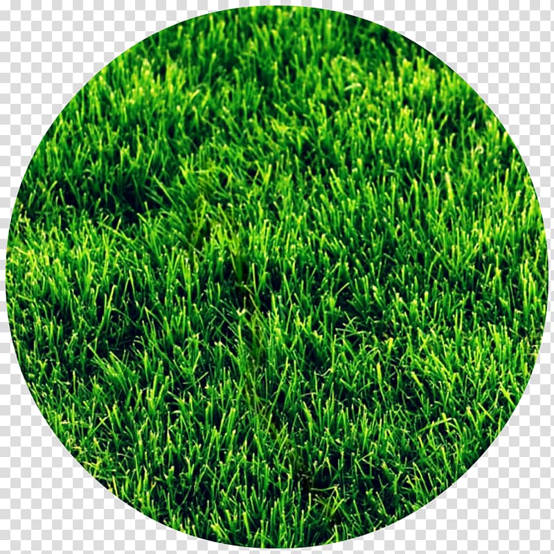 Lawn Thatch High-definition television Color, lovely grass transparent background PNG clipart