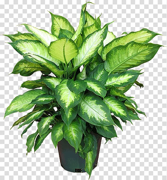 Houseplant Dieffenbachia seguine Garden croton, plant transparent background PNG clipart