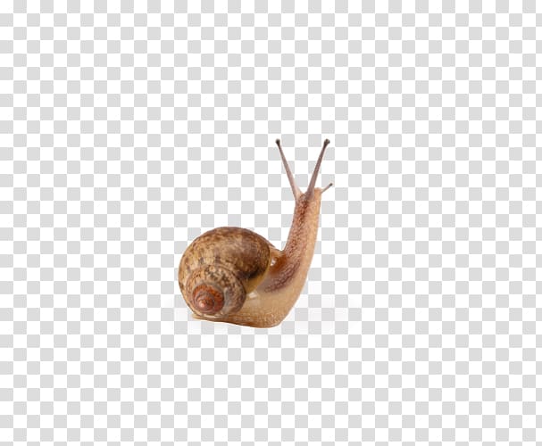 Snail Escargot Caracol Mucus, Necks looking snail transparent background PNG clipart