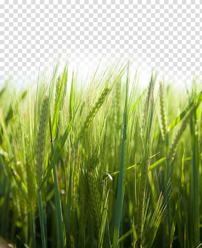 green rice field at daytime, Paddy Field Rice Icon, Paddy field transparent background PNG clipart