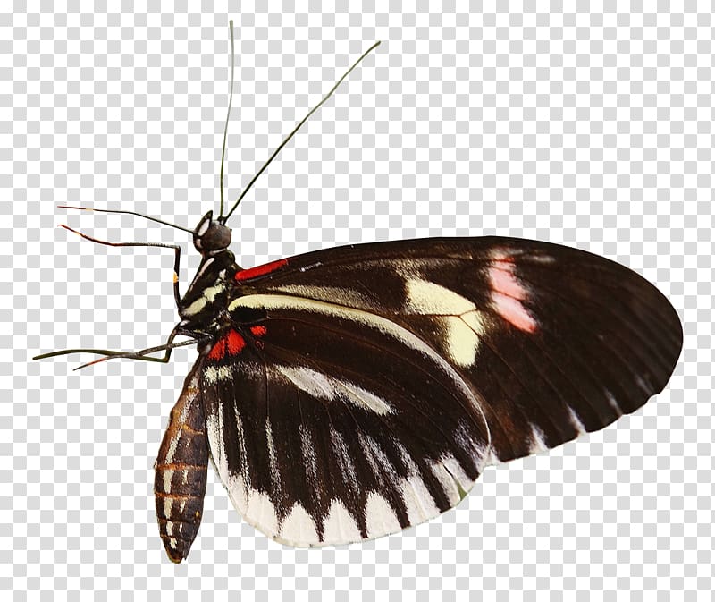 Butterfly Heliconius charithonia, Butterfly transparent background PNG clipart