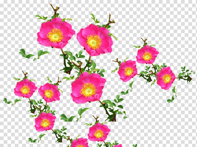 Barbary fig Rose Pear Thorns, spines, and prickles, Prickly pear flowers transparent background PNG clipart