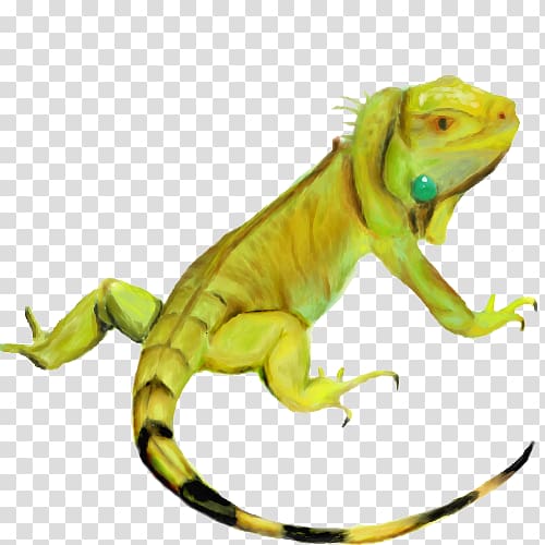 Common Iguanas Chameleons, Iguana HD transparent background PNG clipart