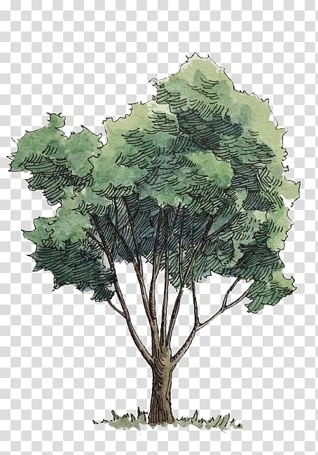 green leafed tree illustration, Watercolor painting Tree, Watercolor trees transparent background PNG clipart