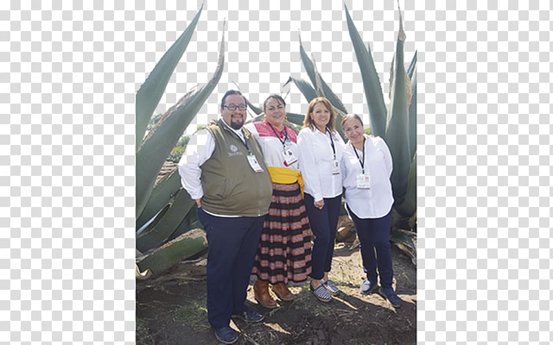 Culinary tourism Tlaxcaltec El Sol de Tlaxcala Agave, Maguey transparent background PNG clipart