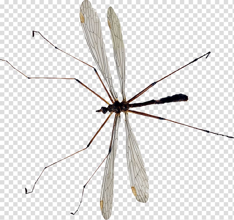 Mosquito Insect Culex erythrothorax, Mosquito transparent background PNG clipart