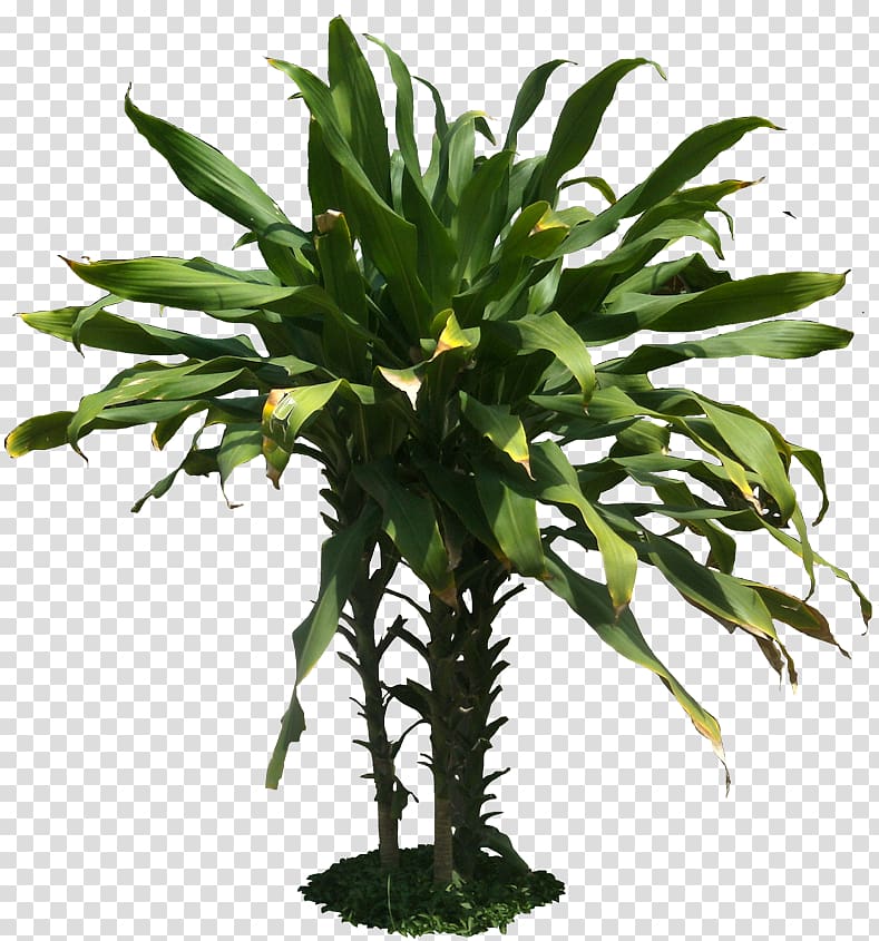Dracaena fragrans Plant Tropics Desktop , tropical transparent background PNG clipart