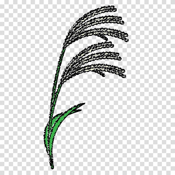 Susukino Grasses Chinese silver grass Coloring book Pampas grass, Japan style transparent background PNG clipart