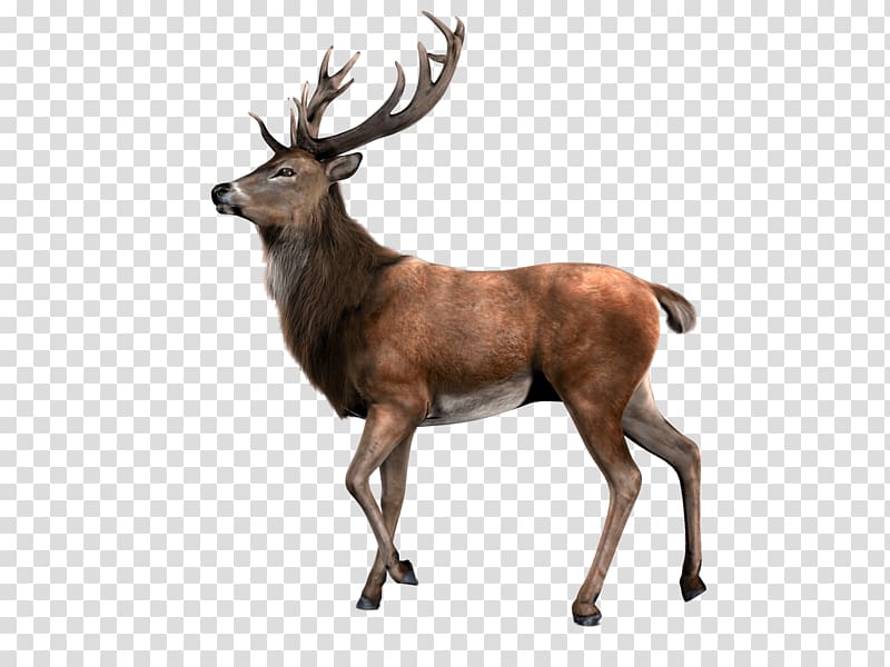 brown antelope, Single Deer transparent background PNG clipart